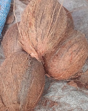 COCOS EN TAS
