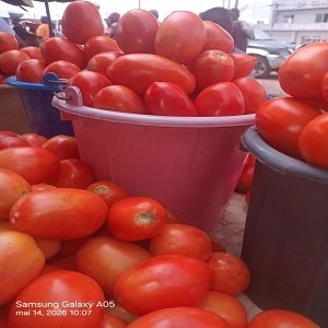 TOMATE DE SALADES EN SEAU
