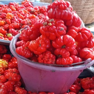 TOMATES VILLAGEOISES EN SEAU
