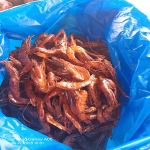 CREVETTES FUMEES DE LAGUNE