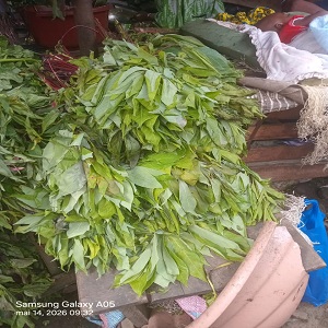 FEUILLES DE MANIOC 10 BOTTES