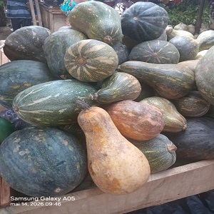 CITROUILLES EN KG
