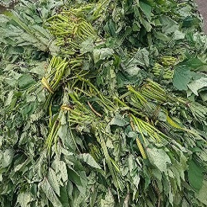 FEUILLES PATATES