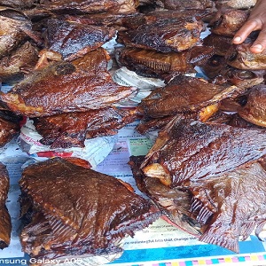 POISSONS MADEMOISELLES