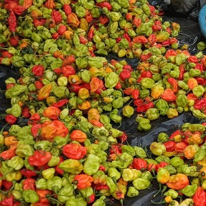 PIMENTS FRAIS EN TAS