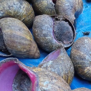 ESCARGOTS NOIRS