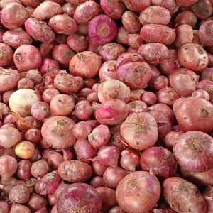 OIGNONS ROUGES