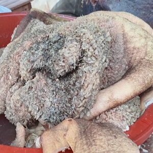 TRIPE DE BOEUF EN KG