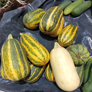 CITROUILLES EN TAS