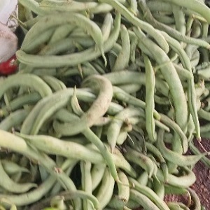 ARRICOTS VERTS EN KG