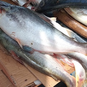 MACHOIRONS PIQUES