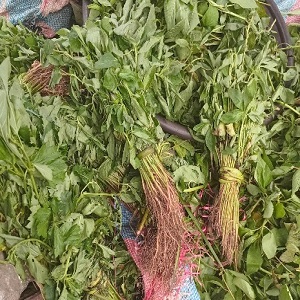 KPLALA