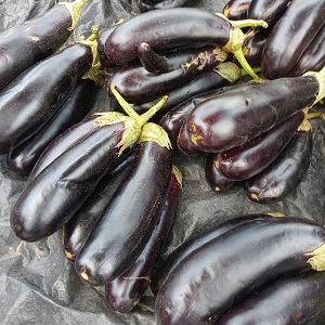 AUBERGINES VIOLETTES EN TAS