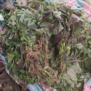 FEUILLES DE SIOKO
