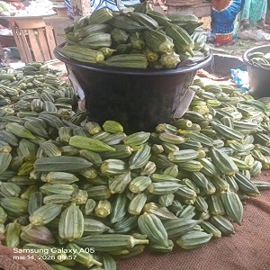 GOMBOS FRAIS EN SEAU