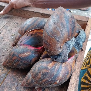 ESCARGOTS ROUGES