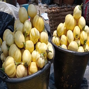 AUBERGINES EN SEAU