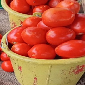 TOMATES POUR SALADE EN SEAU