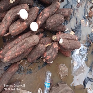 UN TAS DE MANIOC