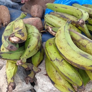 6 GROSSES BANANES PLANTAINS VERTES