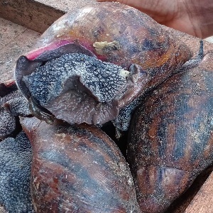 ESCARGOTS ROUGES