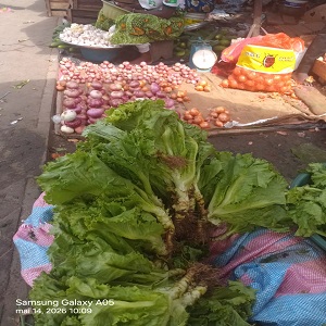 10 BOTTES DE SALADES