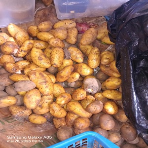 POMMES DE TERRE