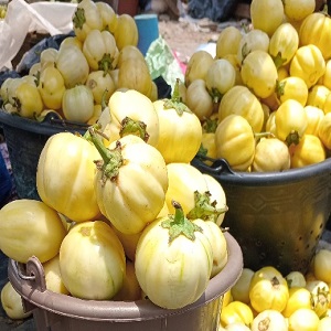 AUBERGINES VIOLETTES EN SEAU
