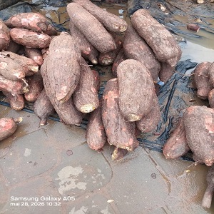 UN TAS DE MANIOC