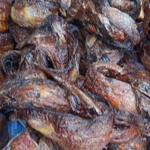 POISSONS CEINTURES