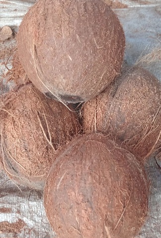 COCOS SECS EN TAS