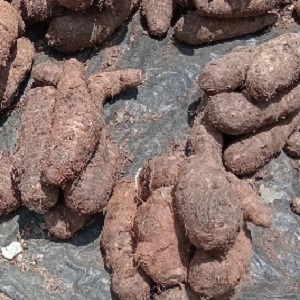TAROTS