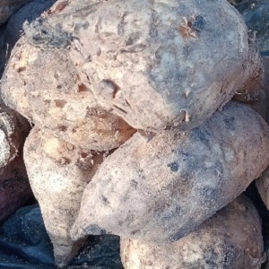 PATATES BLANCHES