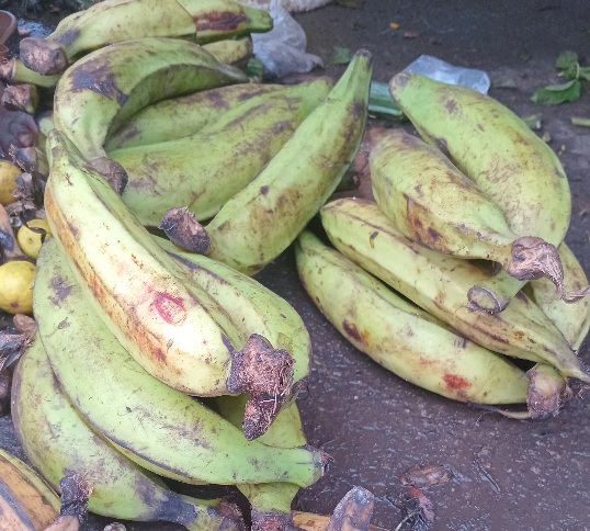 UN TAS DE 24 BANANES PLANTAINS VERTES EN TAS