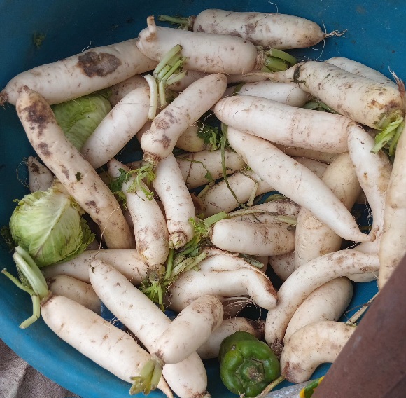 PETITES COURGETTES EN KG