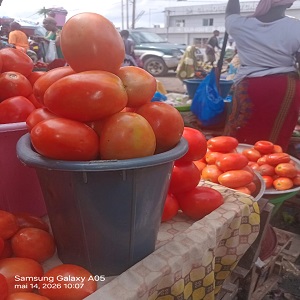 TOMATES POUR SALADES