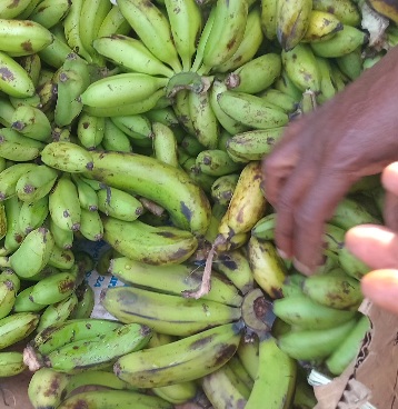 25 PETITES BANANES DOUCES