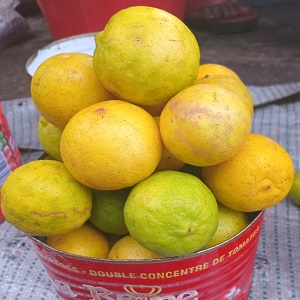 CITRONS