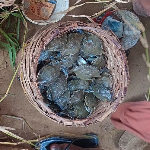 CRABES DE MER