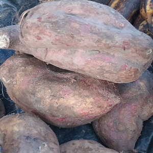 PATATES ROUGES