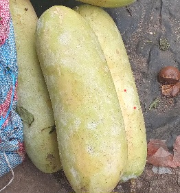 COURGETTES EN TAS